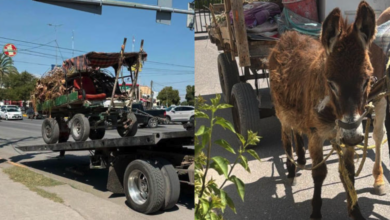 Resguardan caballos y un burrito por presunto maltrato animal en Torreón