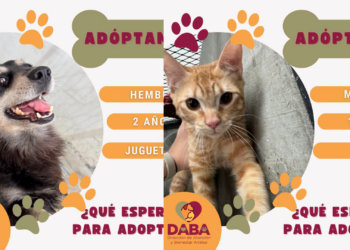 Más de 80 mascotas esperan un hogar; DABA invita a la adopción responsable