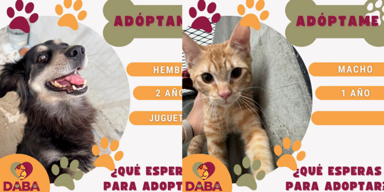 Más de 80 mascotas esperan un hogar; DABA invita a la adopción responsable