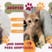 Más de 80 mascotas esperan un hogar; DABA invita a la adopción responsable