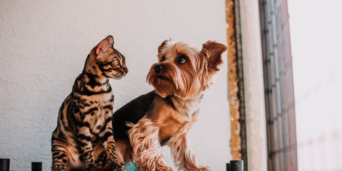 DABA realizará jornada gratuita de esterilización con registro previo este fin de semana