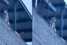 Husky sorprende al subir a la azotea para espiar a los vecinos; el video se vuelve viral