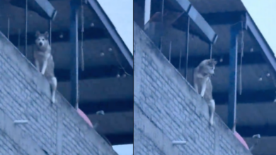 Husky sorprende al subir a la azotea para espiar a los vecinos; el video se vuelve viral