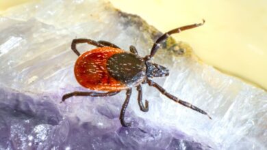 Juárez registra cinco nuevos casos y dos mue.rtes más por rickettsiosis en dos semanas