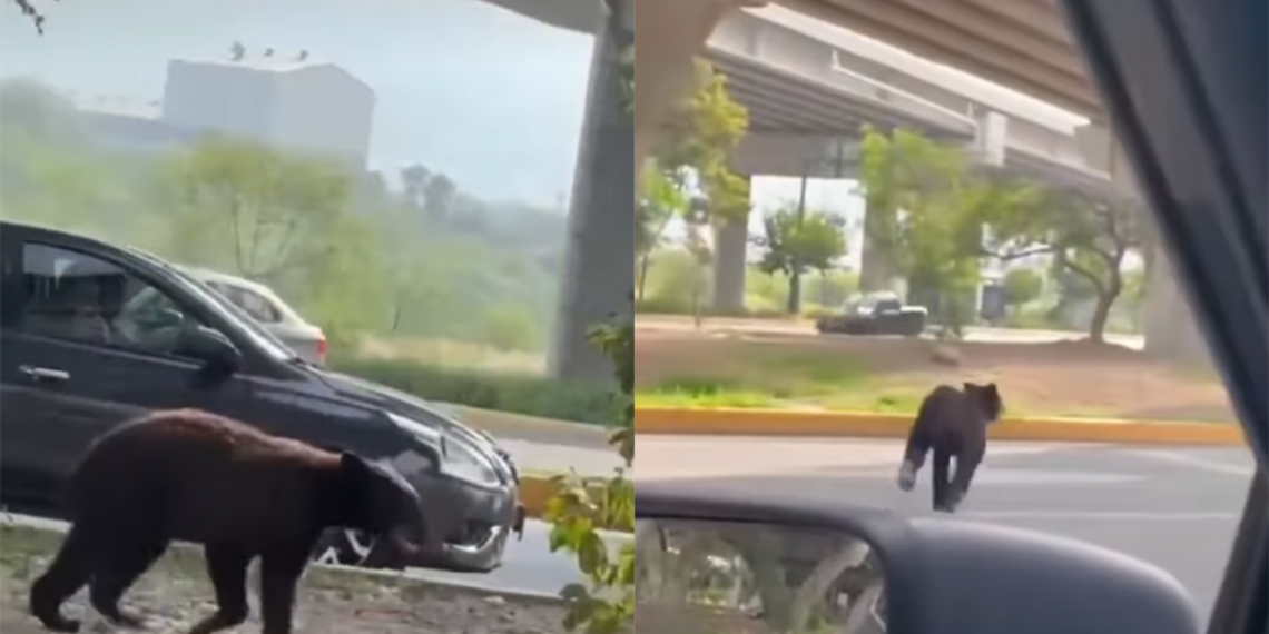 Oso negro sorprende al caminar por avenida Morones Prieto en Santa Catarina