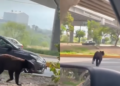 Oso negro sorprende al caminar por avenida Morones Prieto en Santa Catarina