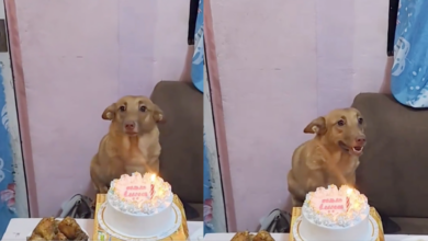 Perrito rescatado celebra su primer cumpleaños y enternece a miles en redes sociales