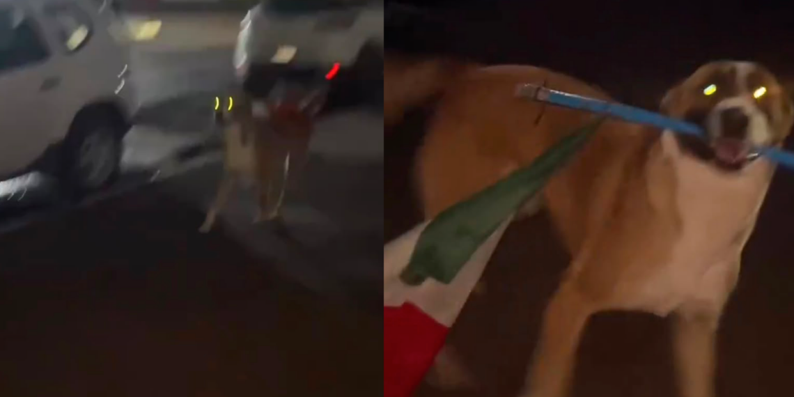 Perrito enternece las redes al pasear con la bandera de México tras la eliminación del Tri