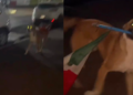 Perrito enternece las redes al pasear con la bandera de México tras la eliminación del Tri