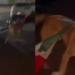 Perrito enternece las redes al pasear con la bandera de México tras la eliminación del Tri