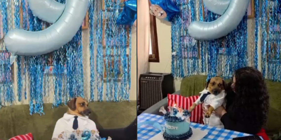Perrito celebra su cumpleaños con fiesta inspirada en el Dr. Simi y conquista las redes