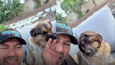 Perro se vuelve viral por su inesperada reacción cada vez que le ponen una peluca