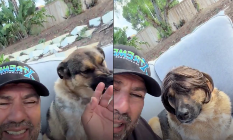 Perro se vuelve viral por su inesperada reacción cada vez que le ponen una peluca