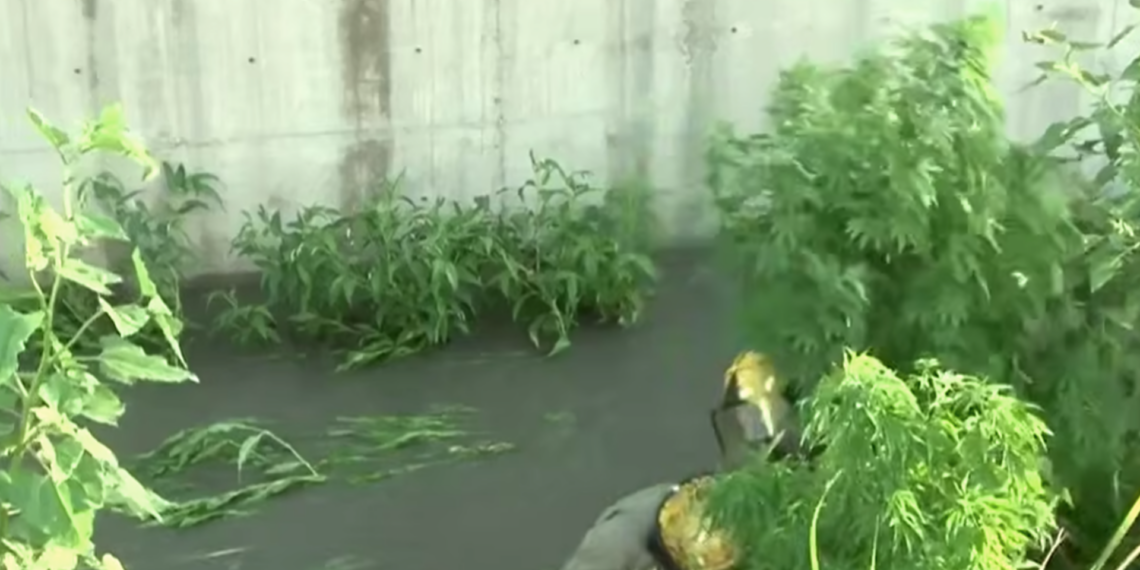 Insólito hallazgo: encuentran plantas de marihuana de hasta dos metros en un dren pluvial de Ciudad Juárez