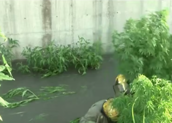 Insólito hallazgo: encuentran plantas de marihuana de hasta dos metros en un dren pluvial de Ciudad Juárez