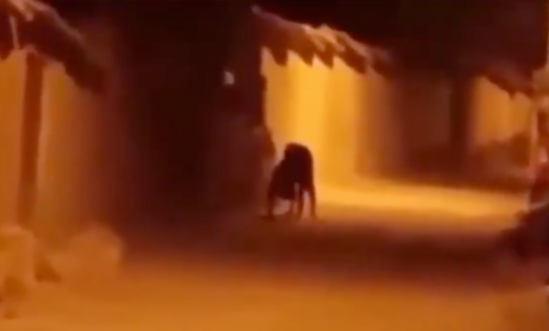 Presunto nahual o skinwalker causa terror tras reaparecer en video viral de Chiapas