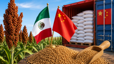 China apuesta por el sorgo de Sinaloa: acuerdan compra de 1.2 millones de toneladas