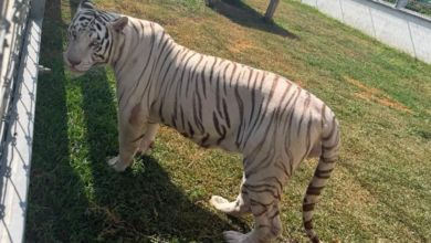 Cateos en Tamaulipas dejan 68 mil litros de diésel y más de 130 animales exóticos asegurados