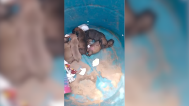 Abandonan a cinco cachorros en contenedor de basura; tres logran sobrevivir