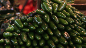 Rastrean hasta Sinaloa jalapeños relacionados con brote de salmonela en Estados Unidos