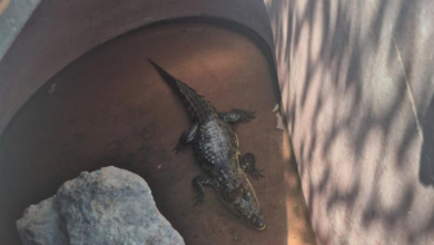 Aseguran tigre de bengala, lagarto y una Hummer durante cateo en Ciudad Juárez