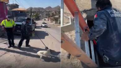 Rescatan municipales a perro atrapado en alcantarilla