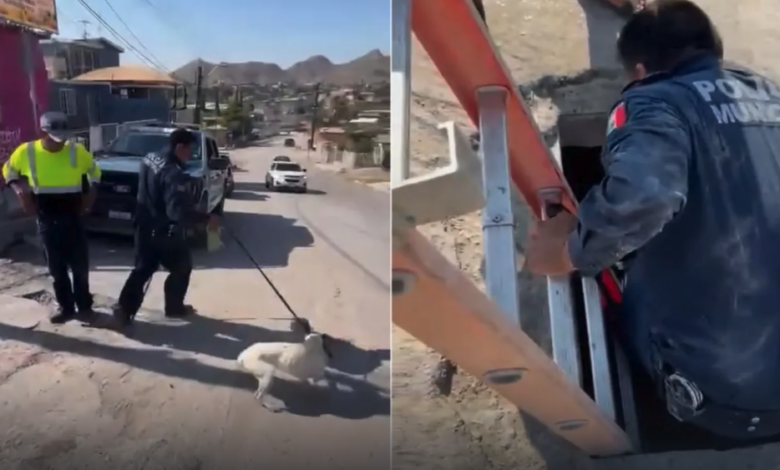 Rescatan municipales a perro atrapado en alcantarilla
