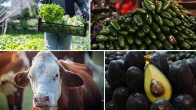 Bajo la lupa: lechuga, jalapeño, aguacate y ganado mexicanos enfrentan restricciones en EE. UU.