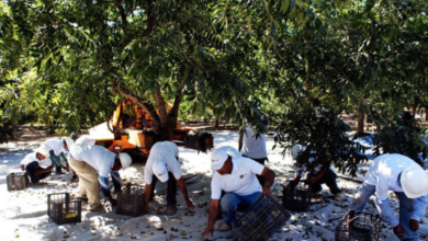 China impone arancel de entre 17.8% y 51.6% a nueces pecanas de México
