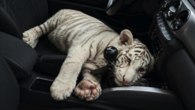 Detienen a sujeto que llevaba a cachorro de tigre de Bengala blanco en CDMX