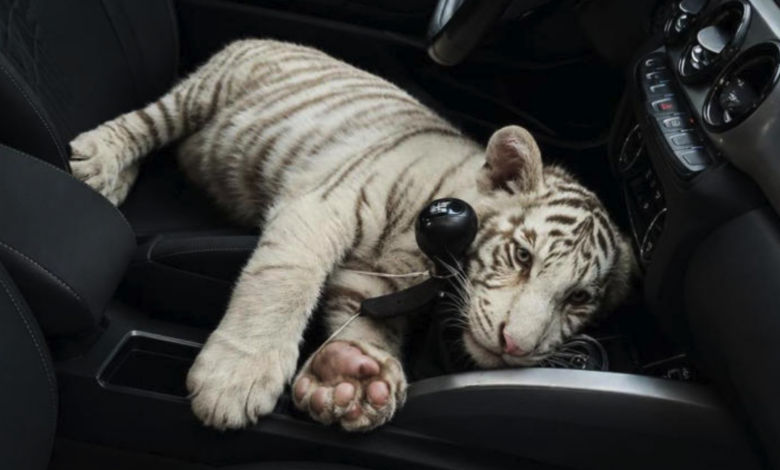 Detienen a sujeto que llevaba a cachorro de tigre de Bengala blanco en CDMX