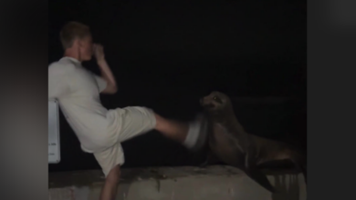 Agredió a un león marino en La Jolla; joven se declara culpable