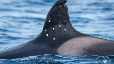 WeWhale & Iberian Orca Guardians/vía Reuters.