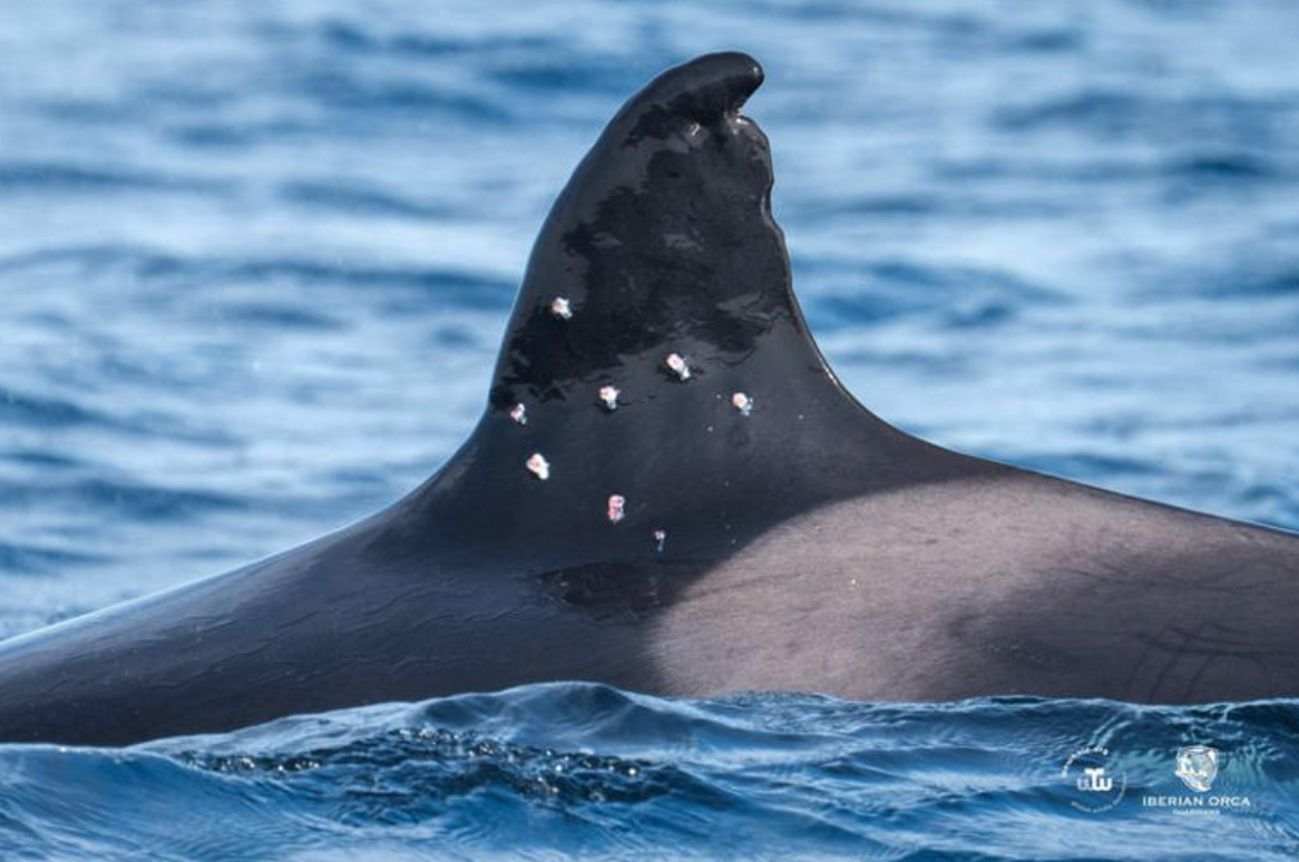 WeWhale & Iberian Orca Guardians/vía Reuters.