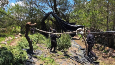 Operativo en Tequila termina con la destrucción de casi 33 mil plantas de marihuana