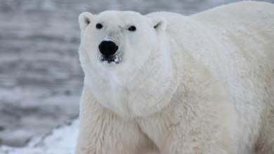 Despierta a un oso polar con la sirena de un barco y autoridades le imponen fuerte multa