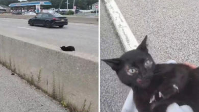 VIDEO | Policías detienen el tráfico para salvar a gatito en plena autopista