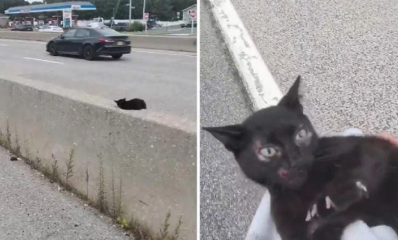 VIDEO | Policías detienen el tráfico para salvar a gatito en plena autopista