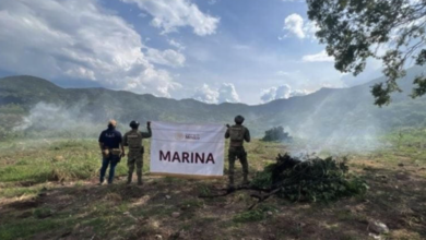 Golpe al cultivo de marihuana: Marina destruye 10 plantíos en Nayarit