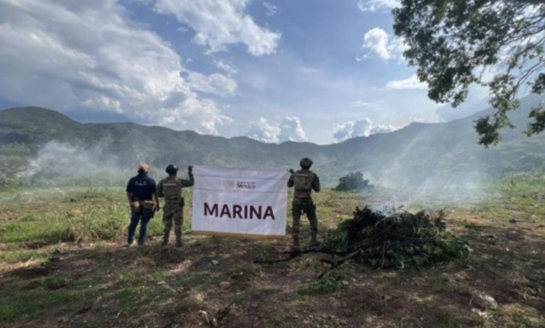 Golpe al cultivo de marihuana: Marina destruye 10 plantíos en Nayarit