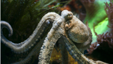 Pescador vive inesperado encuentro con un pulpo que se aferró a su rostro