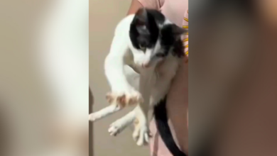 Gato se roba las redes al “farmear aura” y suma miles de puntos