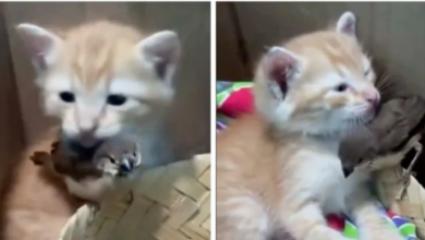 Gatito rescatado y un pequeño pájaro conmueven en redes por su inseparable amistad