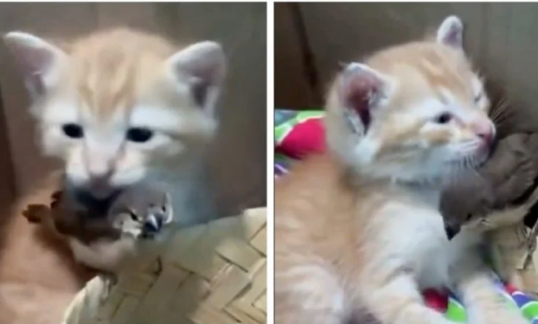 Gatito rescatado y un pequeño pájaro conmueven en redes por su inseparable amistad