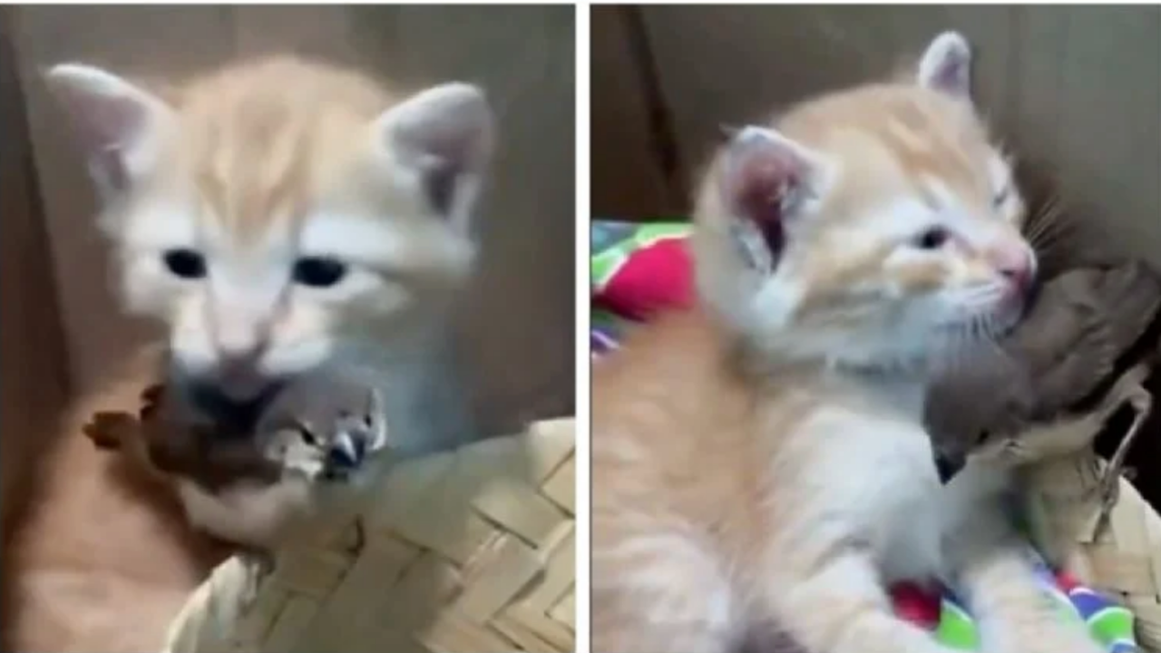 Gatito rescatado y un pequeño pájaro conmueven en redes por su inseparable amistad