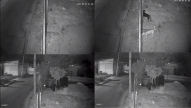 Video de hombre que parece desaparecer en plena calle causa revuelo en redes