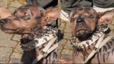 Video del supuesto “hombre perro” causa revuelo, pero fue creado con IA