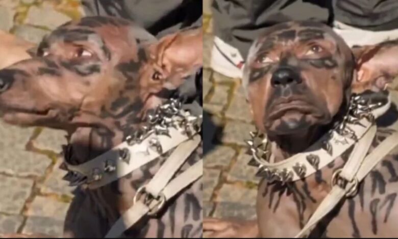 Video del supuesto “hombre perro” causa revuelo, pero fue creado con IA