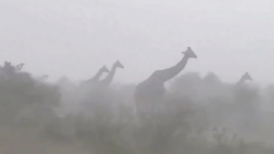 Video viral muestra cómo jirafas enfrentan una intensa tormenta en Kenia