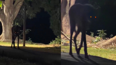 Misterioso “lobo gigante” sorprende en Brasil; esta es la verdad detrás del video